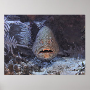 Überraschender Grouper Poster