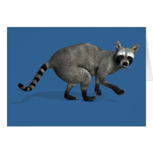 Überraschender Raccoon