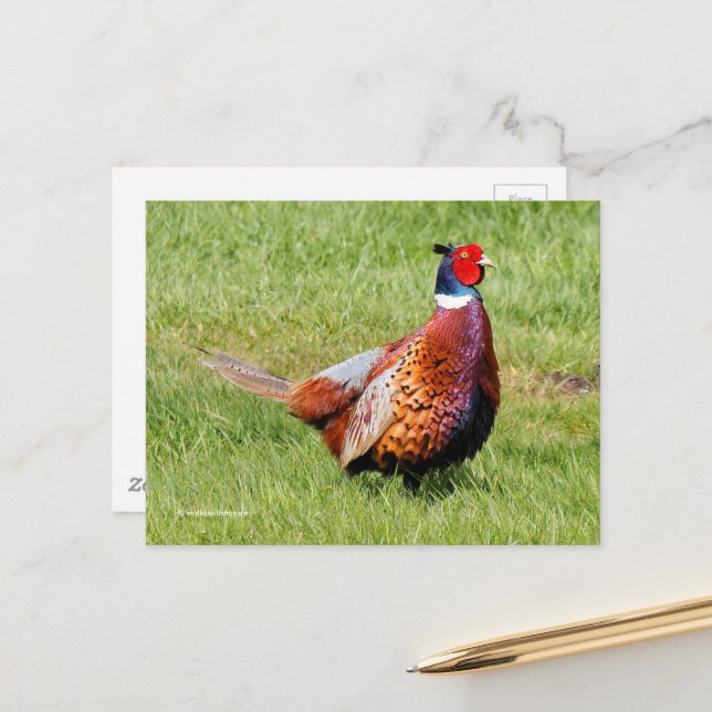 Überraschendes, eckiges Pheasant im Gras Postkarte (Vorderseite/Rückseite Beispiel)