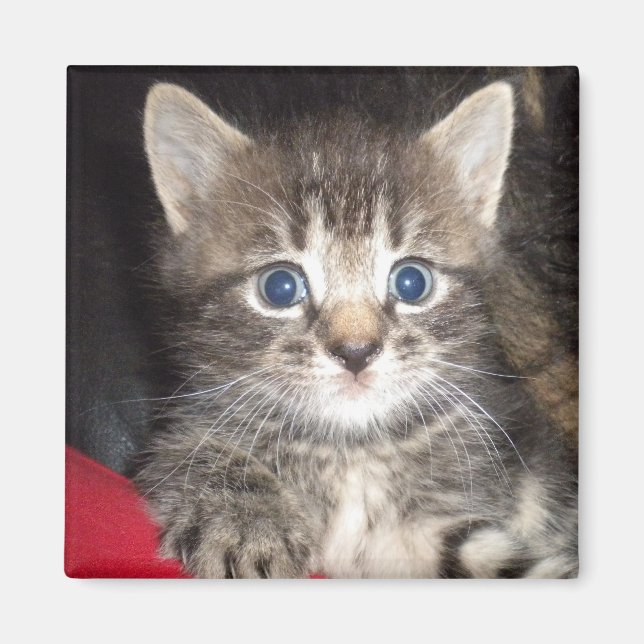 Überraschendes Kitten Magnet (Vorne)