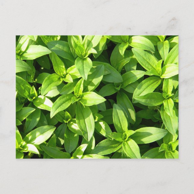 Überreichlich Bodenbedeckung Postkarte (Vorderseite)