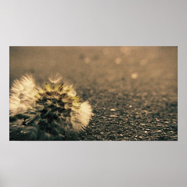 überschattet poster (Vorne)