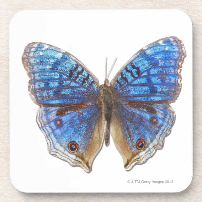 Übersicht rhadama getränkeuntersetzer (Vorderseite)