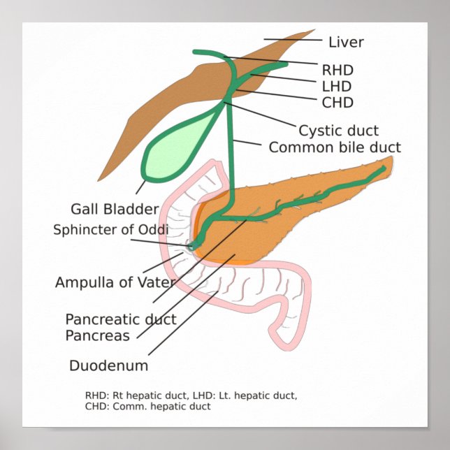 Übersicht über die Galle der Blase des Biliary Sys Poster (Vorne)