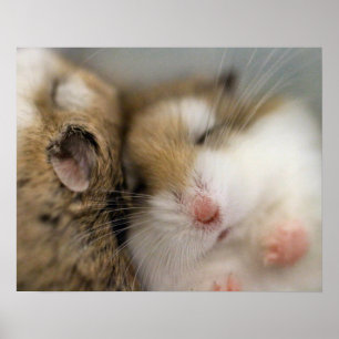 Überspringen von Bob Poster