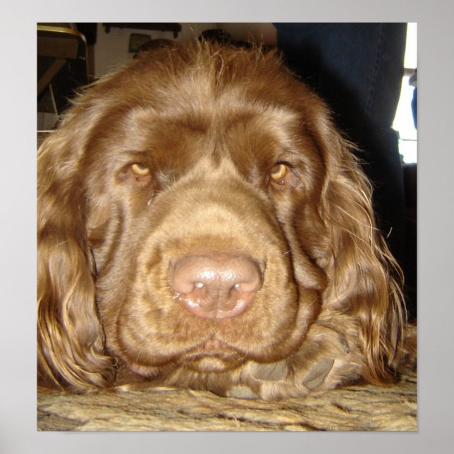 ÜBERZEUGEND SUSSEX POSTER (Vorne)