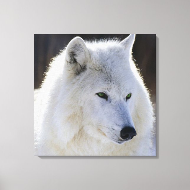 überzogene Canvas/grüner Mit Augen Weißer Wolf Leinwanddruck (Vorderseite)