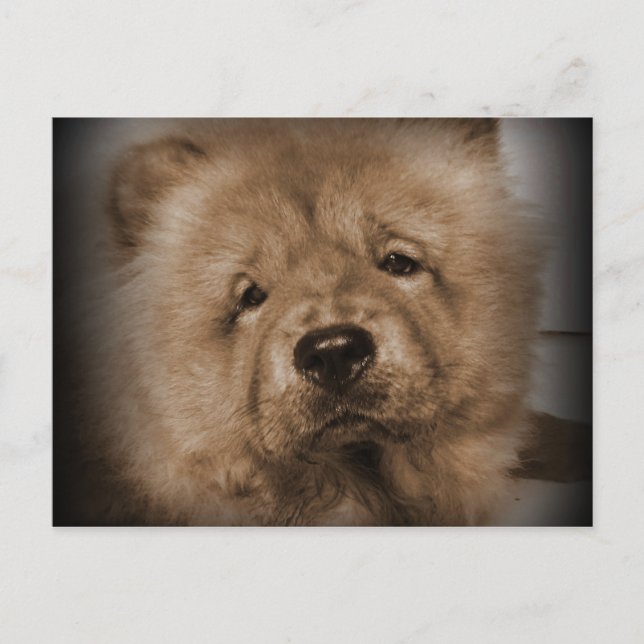 Udon, mein Baby Postkarte (Vorderseite)