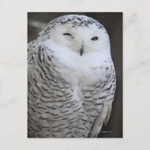 Ueno, Taitoh-ku, Tokio, Japan Postkarte