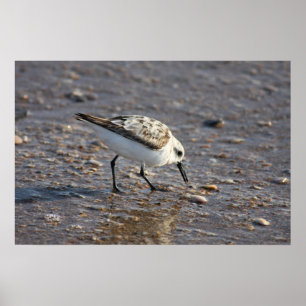 Ufer-Vogel-Plakat Poster