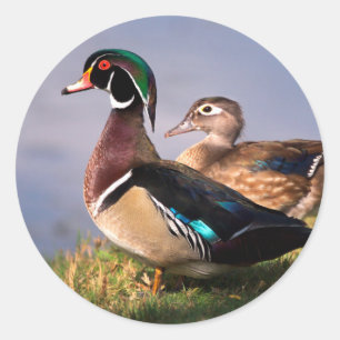 Ufer, Waldschnatterente Runder Aufkleber