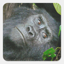 Uganda Gorilla Safari auf Display Stickers