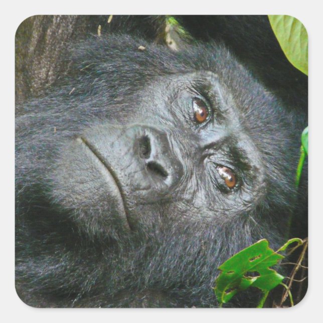 Uganda Gorilla Safari auf Display Stickers (Vorderseite)