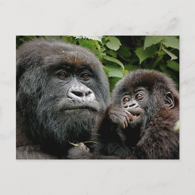 Ugandan Gorillas Postkarte (Vorderseite)