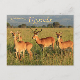 Ugandan Kob Queen Elizabeth Nationalpark Uganda Postkarte