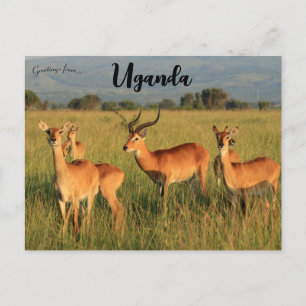 Ugandan Kob Queen Elizabeth Nationalpark Uganda Postkarte