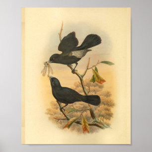 Ugi-Insel Schwarzschnäpper Vogel Vintage-Druck Poster