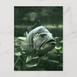 Ugly Aquarium Fish Postkarte