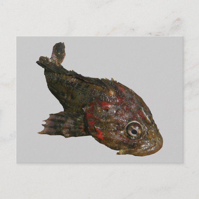 Ugly Rock Fish (irischer Herr) Postkarte (Vorderseite)