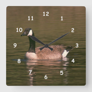 Uhr - kanadische Gans