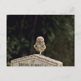 Uhu in einem Friedhof Postkarte
