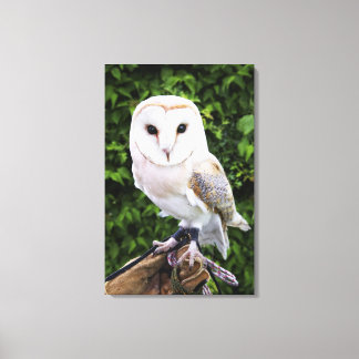 Uhu (Tyto Alba) auf Handschuh Leinwanddruck