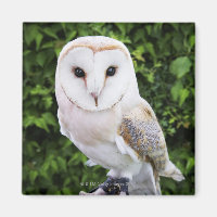Uhu (Tyto Alba) auf Handschuh