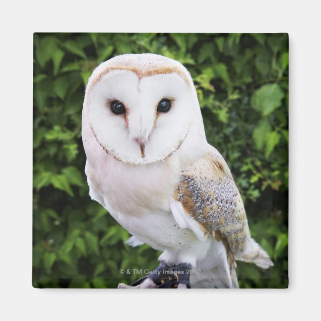 Uhu (Tyto Alba) auf Handschuh Magnet (Vorne)