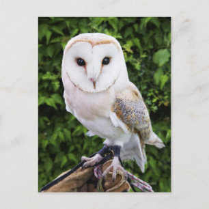 Uhu (Tyto Alba) auf Handschuh Postkarte