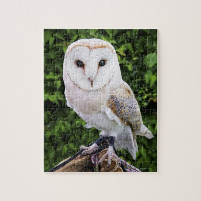 Uhu (Tyto Alba) auf Handschuh Puzzle (Vertikal)