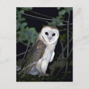 Uhu, Tyto alba, Kalifornien, USA Postkarte