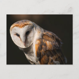 Uhus Postkarte