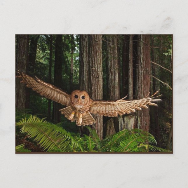 uilen postkarte (Vorderseite)