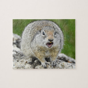 Uinta-Eichhörnchen-Puzzle Puzzle