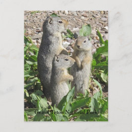 Uinta Ground Eichhörnchen, Familie Postcard Postkarte