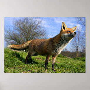 UK, England. Rotfuchs (Vulpes vulpes) in Poster