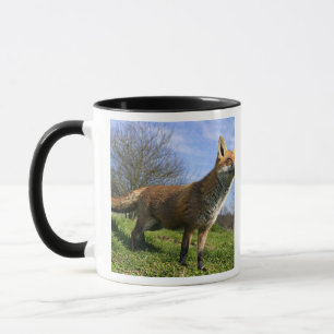 UK, England. Rotfuchs (Vulpes vulpes) in Tasse