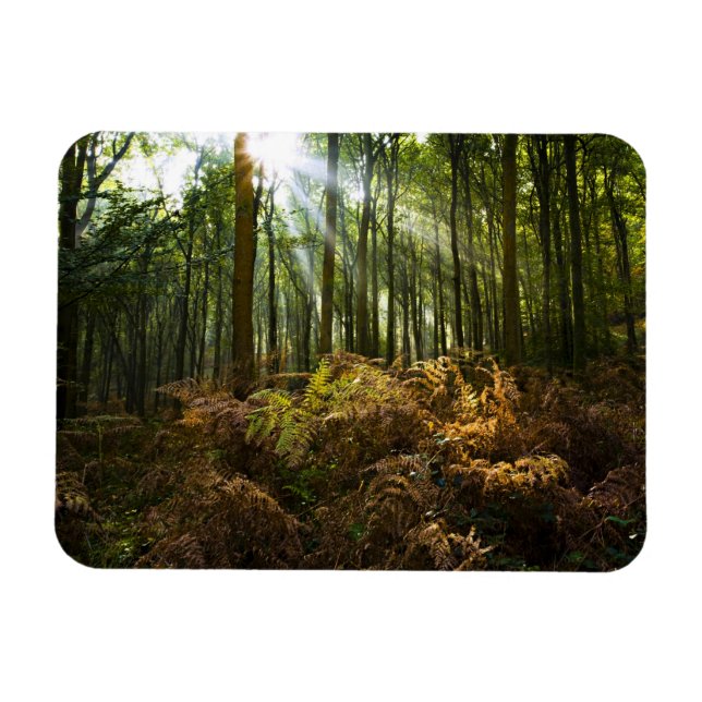 UK, England. Sonnenstrahlen durch Magnet (Horizontal)