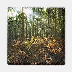 UK, England. Sonnenstrahlen durchfluten Magnet