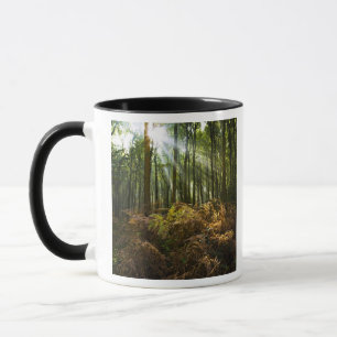 UK, England. Sonnenstrahlen durchfluten Tasse