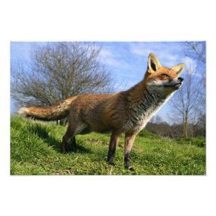 UK, England. Vulpes vulpes) Fotodruck