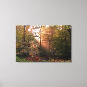 UK. Forest of Dean. Sonnenstrahl dringt in einen Leinwanddruck