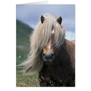 UK, Schottland, Shetland-Inseln, Shetlandpony
