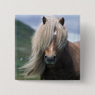 UK, Schottland, Shetland-Inseln, Shetlandpony Button