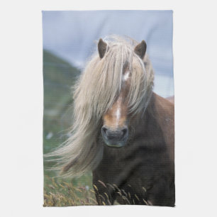 UK, Schottland, Shetland-Inseln, Shetlandpony Küchentuch