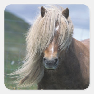 UK, Schottland, Shetland-Inseln, Shetlandpony Quadratischer Aufkleber