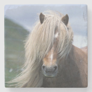 UK, Schottland, Shetland-Inseln, Shetlandpony Steinuntersetzer