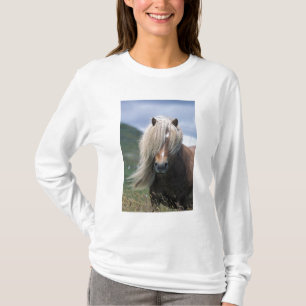 UK, Schottland, Shetland-Inseln, Shetlandpony T-Shirt