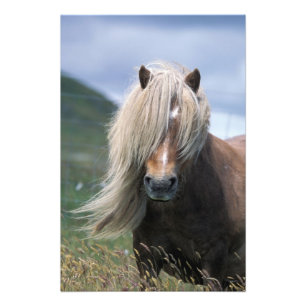UK, Schottland, Shetland Islands, Shetland Pony Fotodruck
