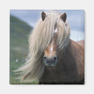 UK, Schottland, Shetland Islands, Shetland Pony Magnet